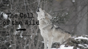 Read more about the article Student Response to The Call of the Wild in 2018