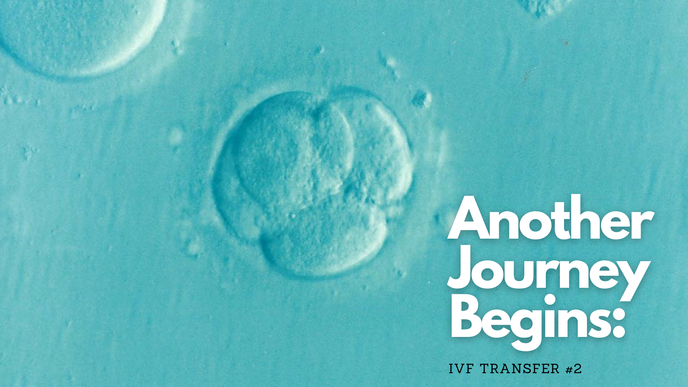 You are currently viewing Another Journey Begins: IVF Transfer #2